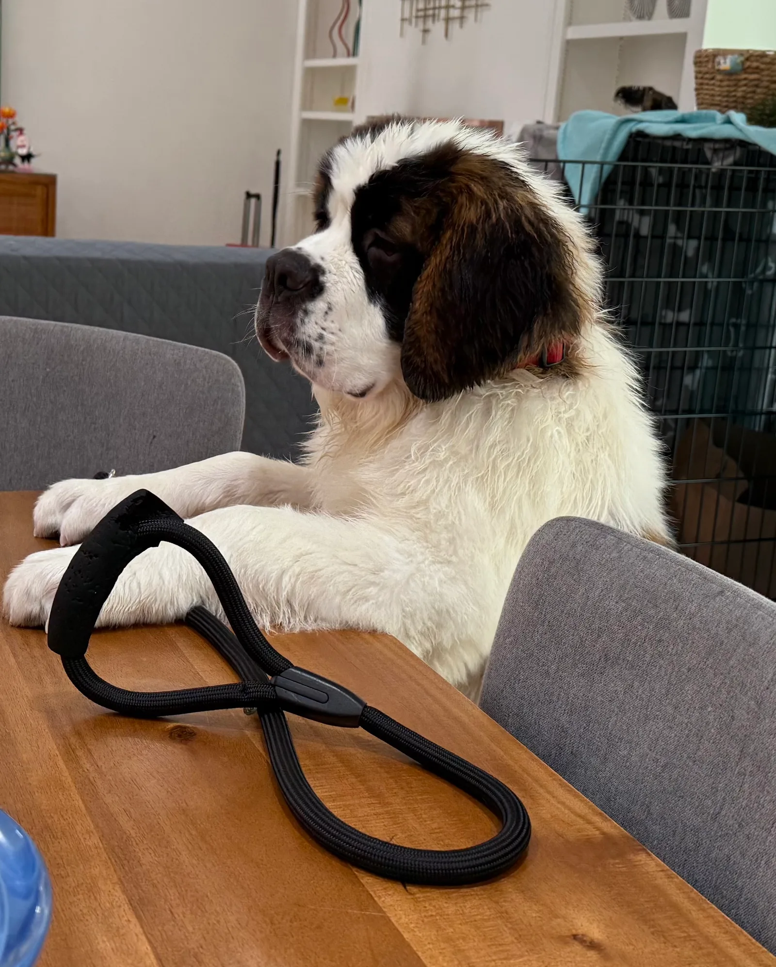 Saint Bernard puppy resting paws on a wooden table beside a black rubber ring toy in a living room.