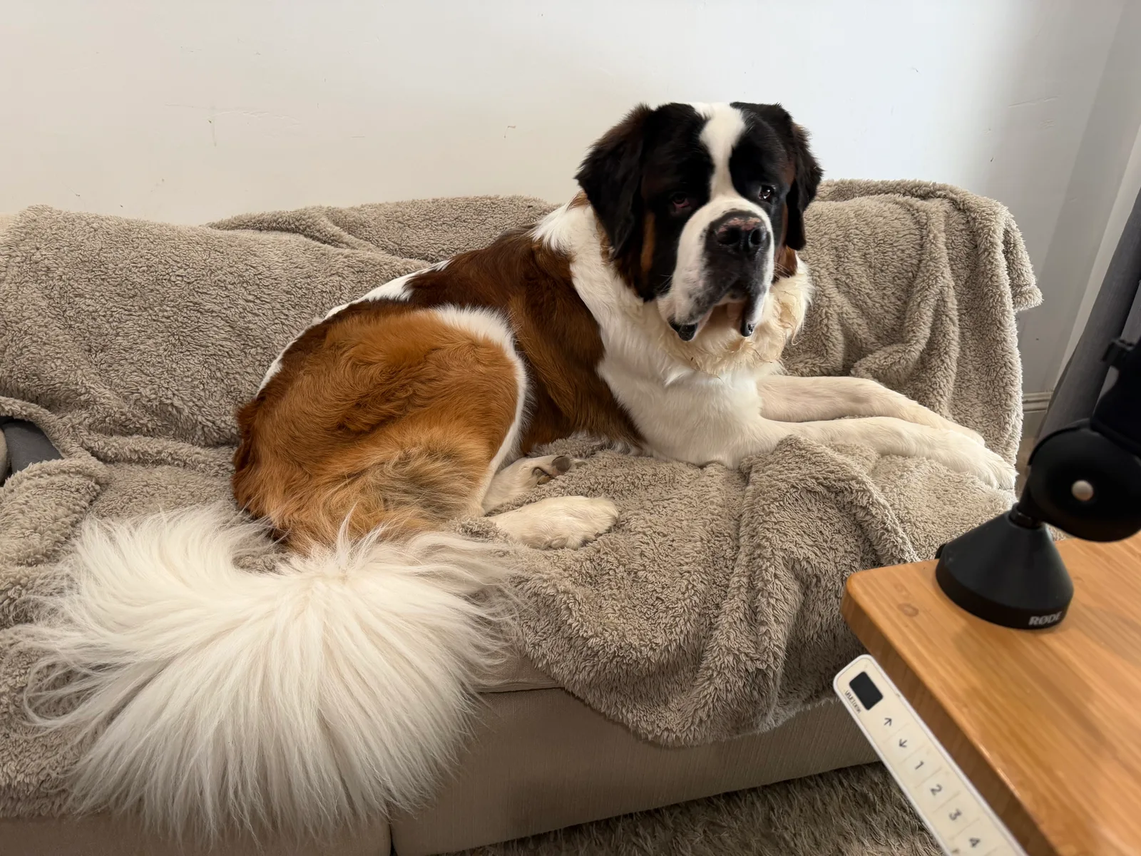 Magnus freshly bathed and fluffy, sitting on a blanket covered couch in the corner of Steve's office and looking back toward the camera. The edge of a desk and a microphone stand are just visible at the right.