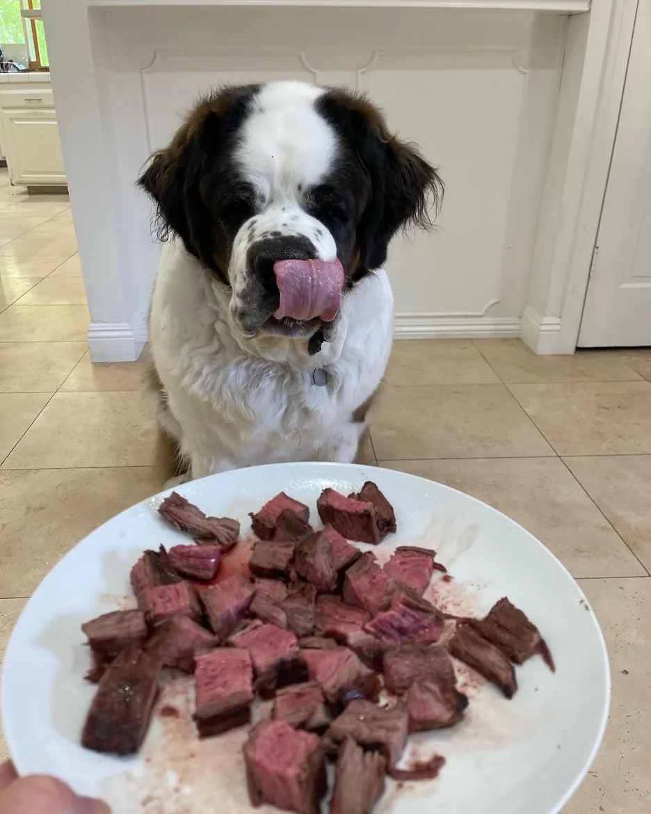 Saint Bernard dog licking its nose behind a plate of cubed steak in a kitchen