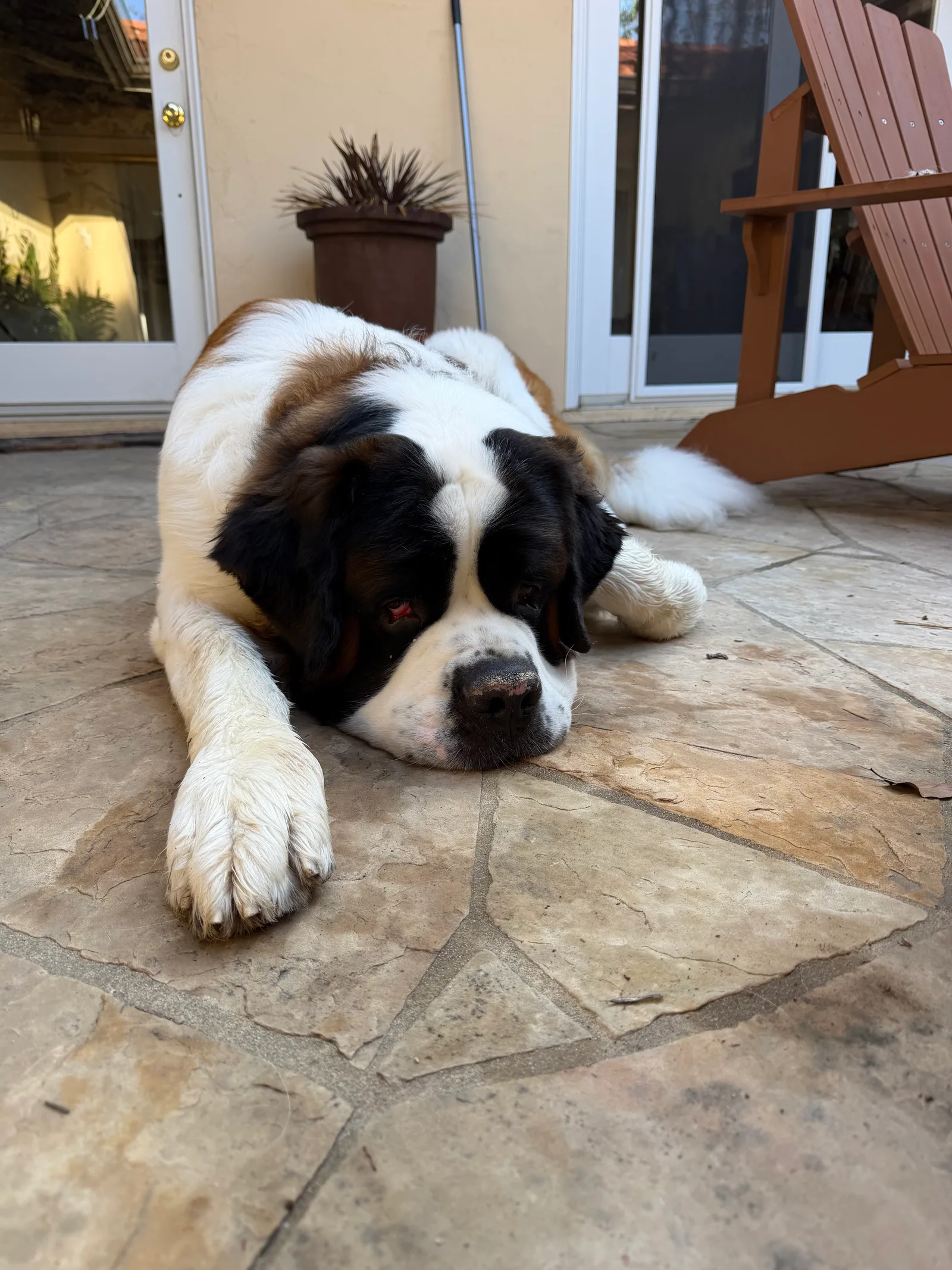 Magnus, a Saint Bernard, lies stretched out on the stone courtyard with his head down and paws forward, looking up at the camera.